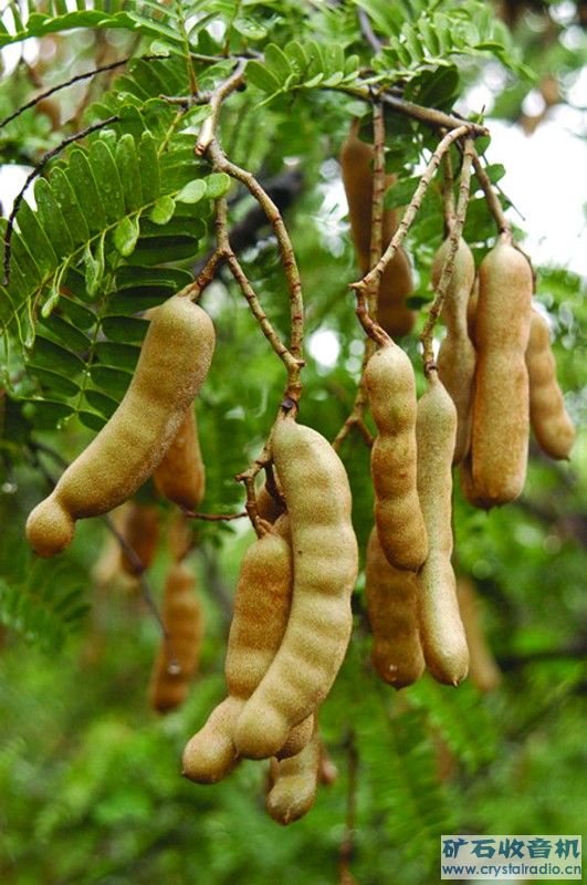 这是什么植物 - 〓生活聊天板块〓 - 矿石收音机