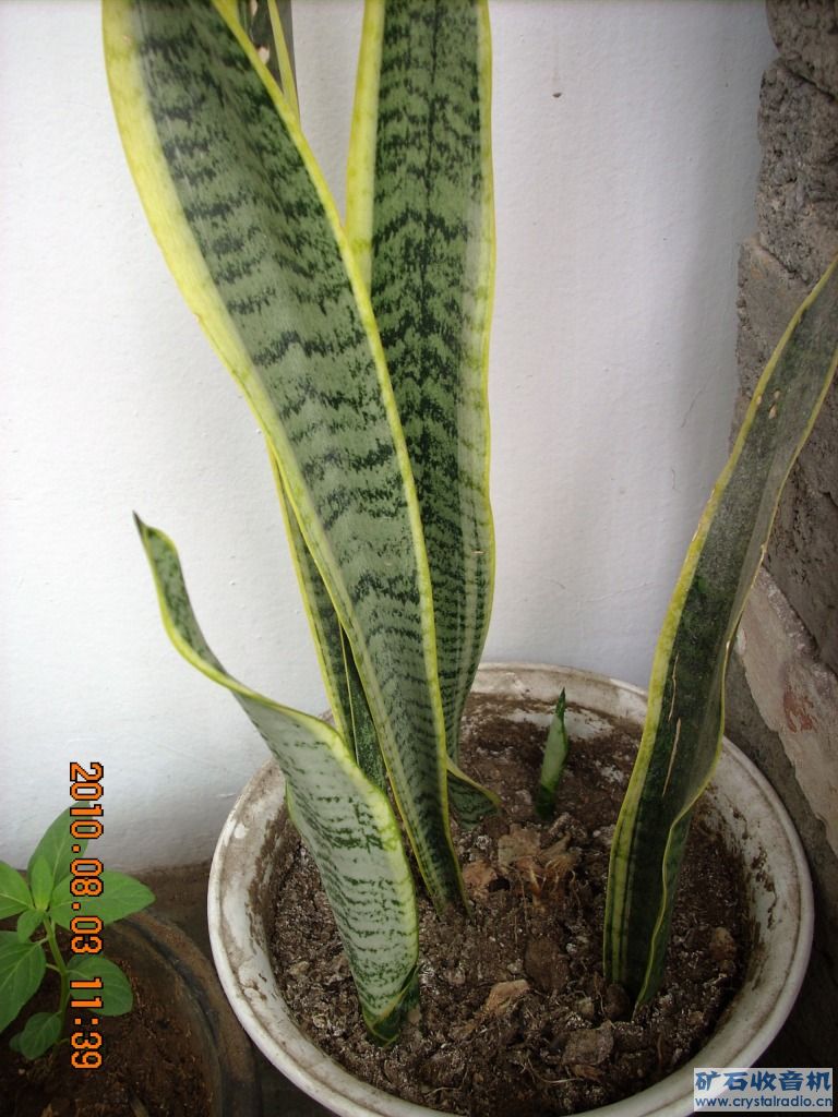 虎皮兰开花了 - 〓生活聊天板块〓 - 矿石收音机