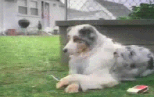 923.gif