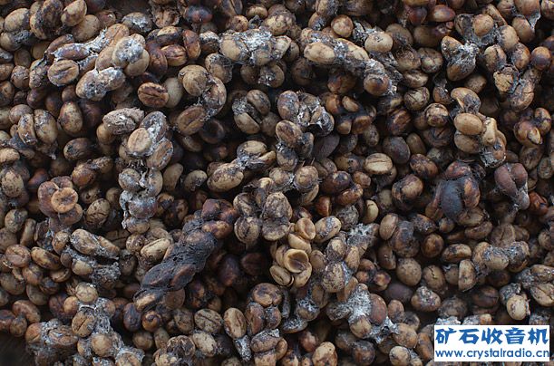 世界最贵咖啡竟是用猫屎造 - 〓生活聊天板块